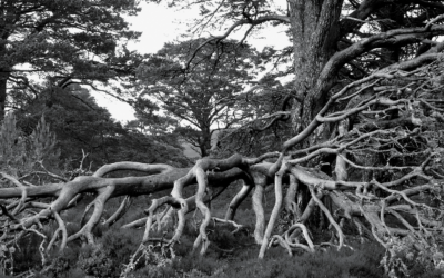 Root Cause Analysis – Best Practice